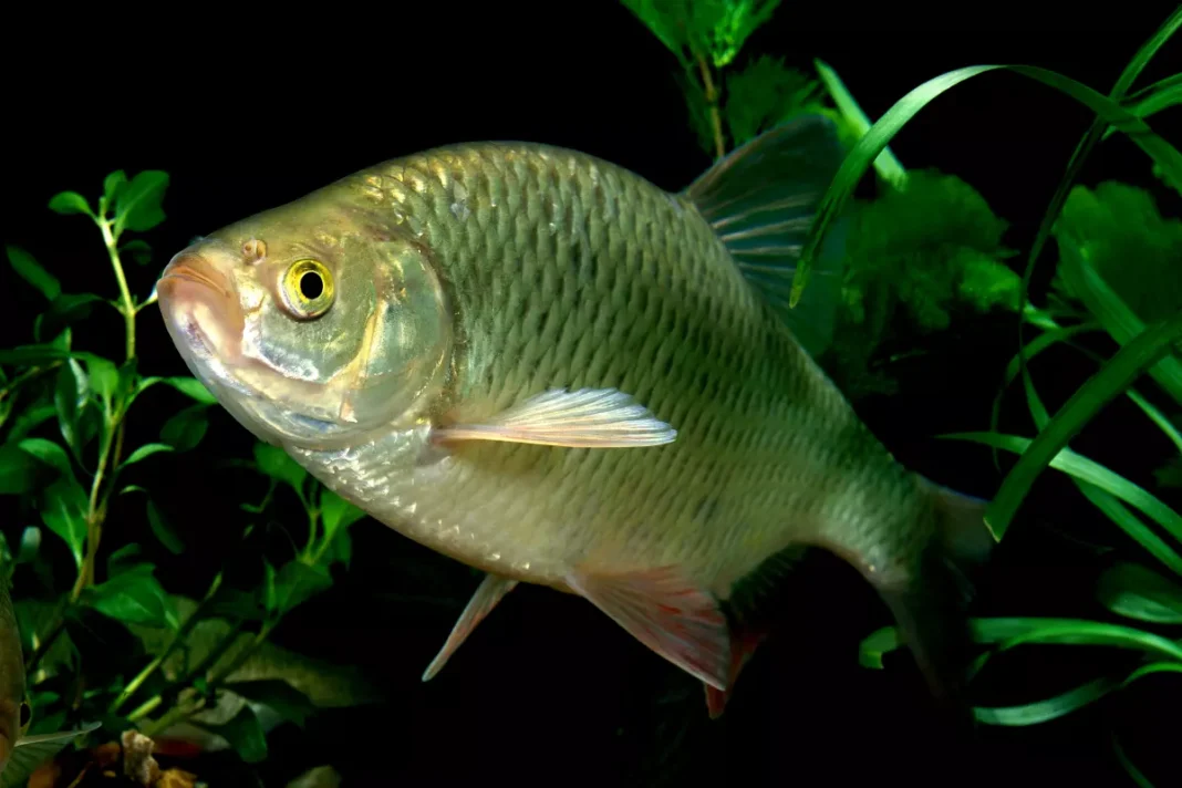 Rotfeder (Scardinius Erythrophthalmus)