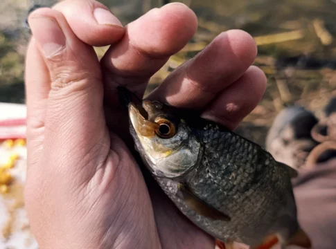 Rotfeder mit kaputtem Maul