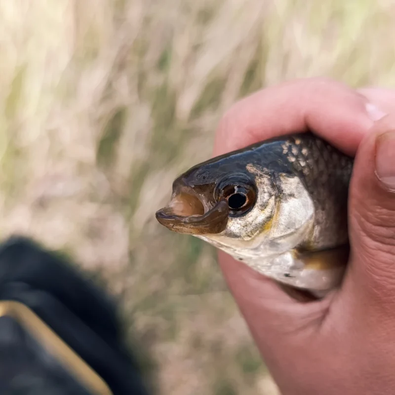 oberständiges Maul einer  Rotfeder mit Missbildung oder Verletzung