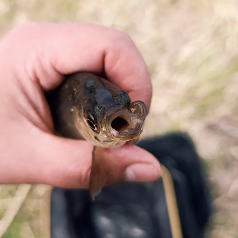 kaputtes Maul einer Rotfeder in der Seitenansicht