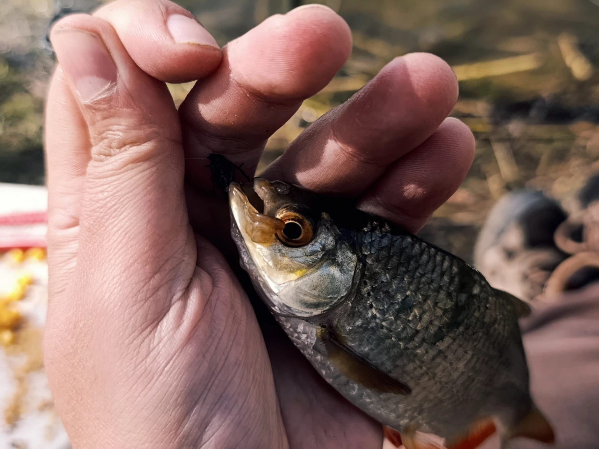 Rotfeder mit kaputtem Maul