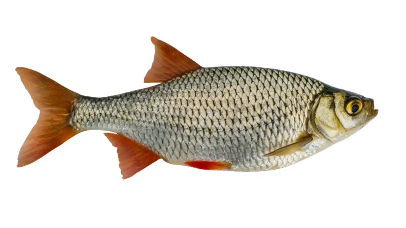 Rotfeder(Scardinius erythrophthalmus) Steckbrief