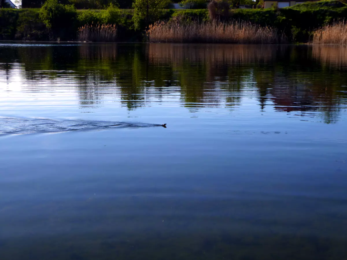 Schlange schwimmt durch einen See