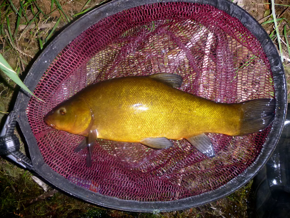 Schleie bei Nacht auf einem Kescher