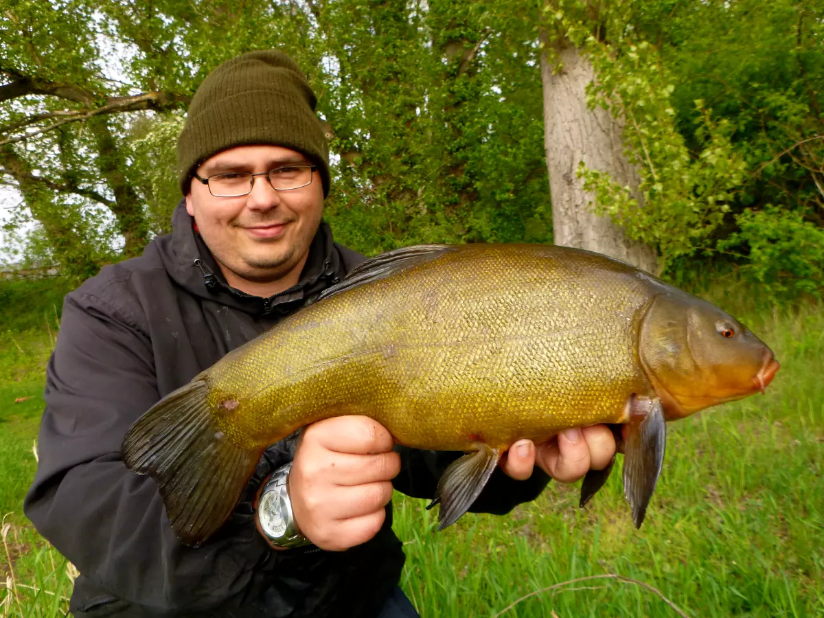 Angler mit Schleie zur besten Fangzeit im Frühling