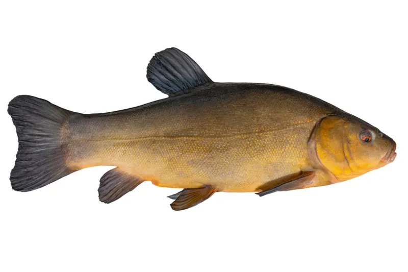Steckbrief Schleie (Tinca tinca)