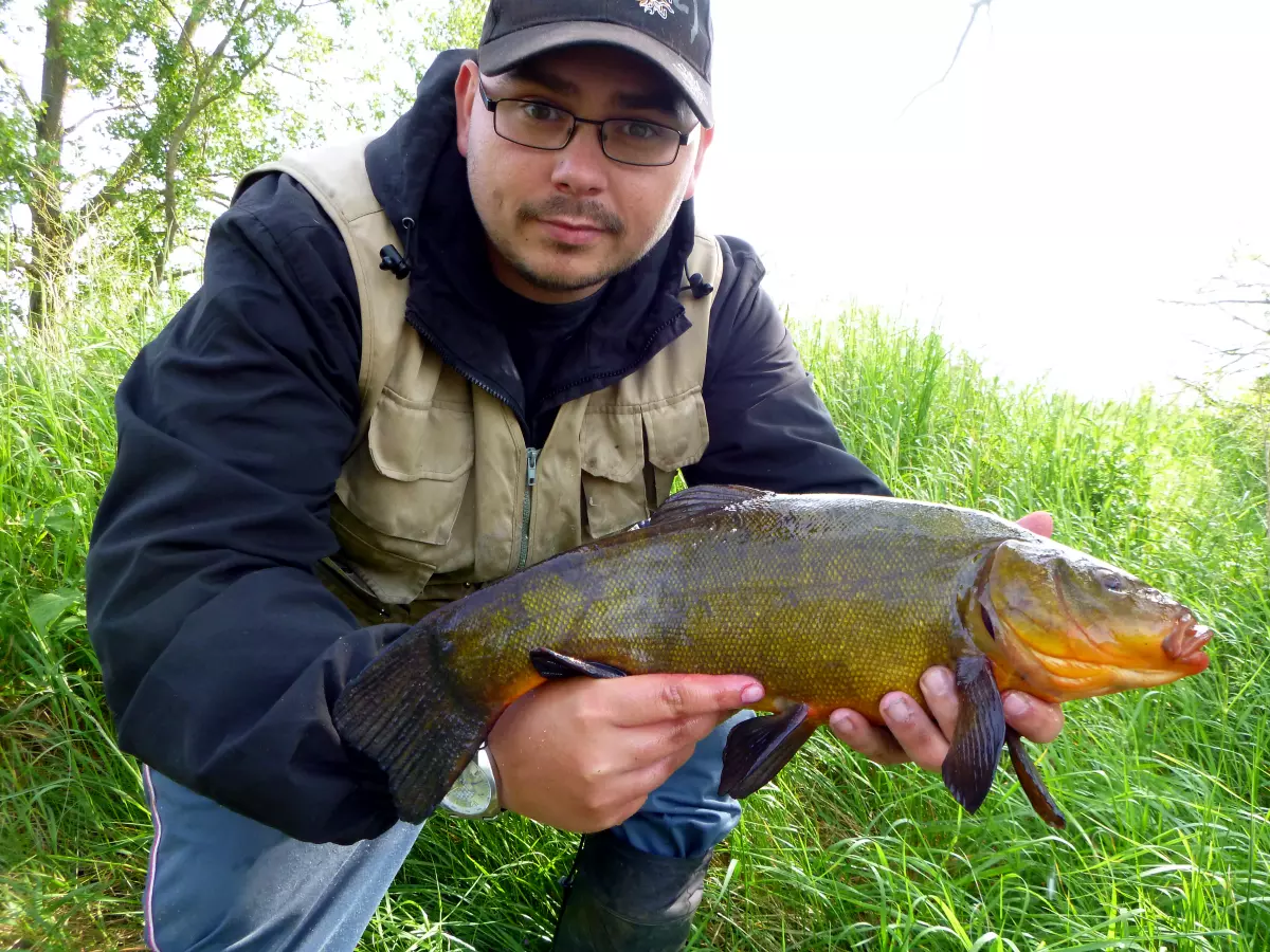 Angler hat Schleie mit Weizen gefangen