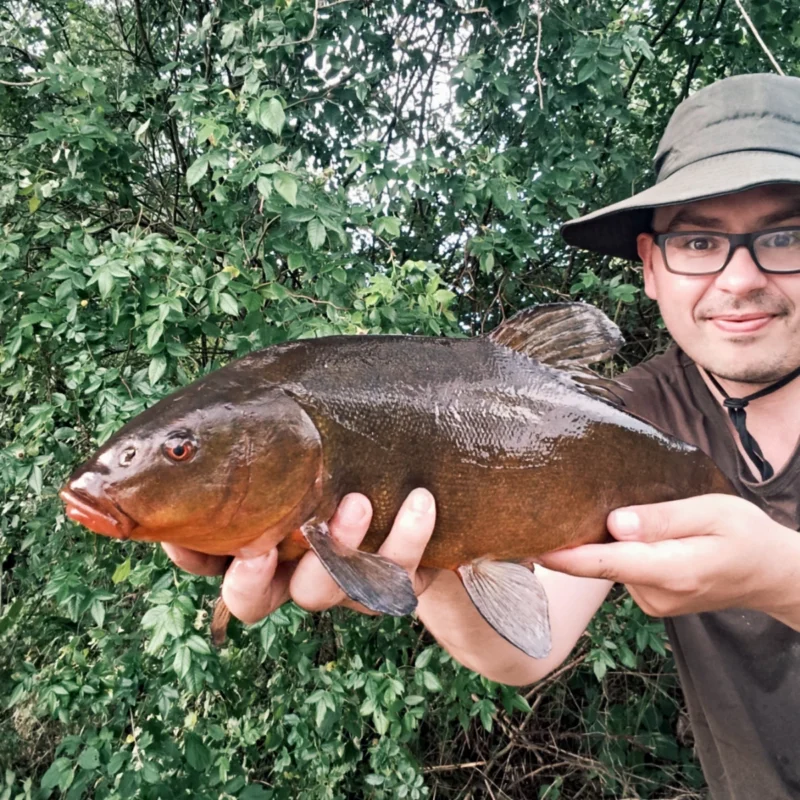 Große Schleien gefangen im Juni am Teich bei Gluthitze