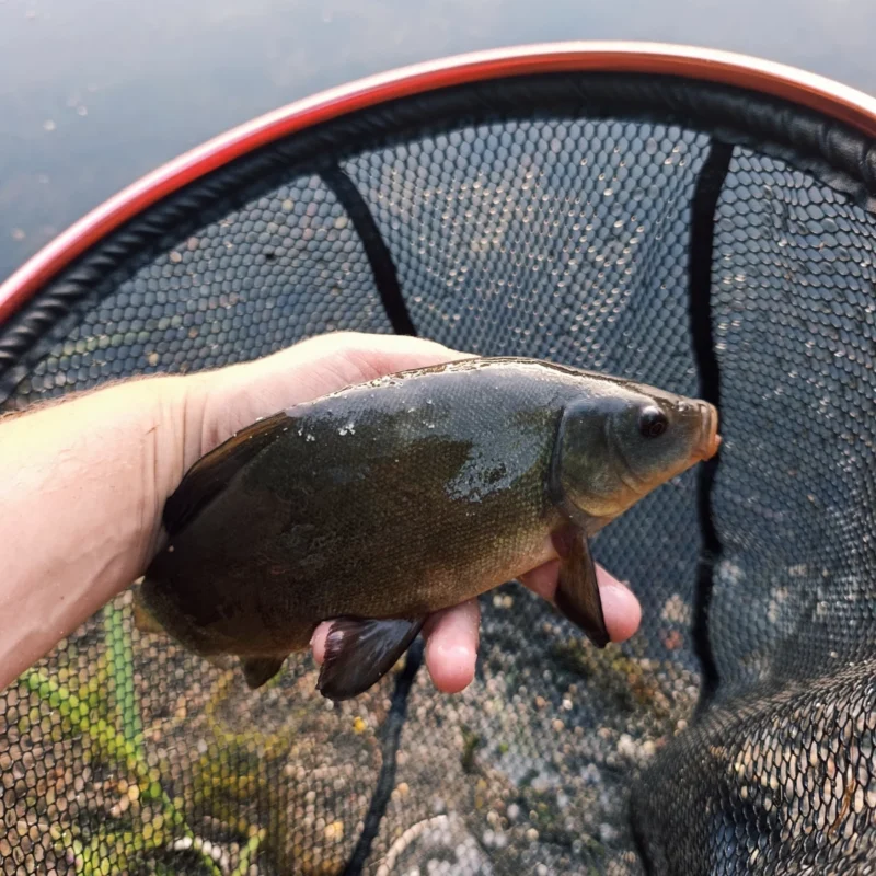 kleine Method Feeder Schleie vom Krautteich