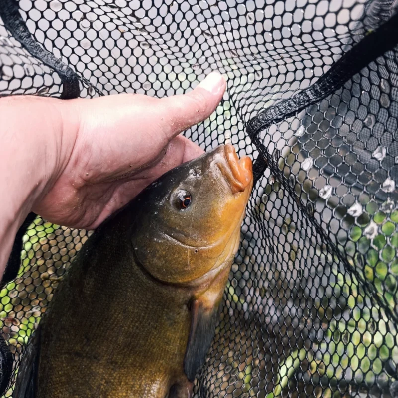 Schleie im Kescher vom Method Feedern im Juni am Teich