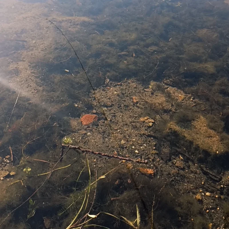 Futterülätze am Krautteich sind klein und von Algen sowie Kraut umrungen