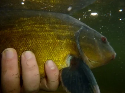 Schleien im Teich