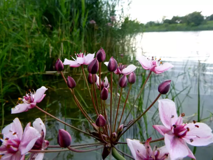 Schwanenblume am Uferstreifen