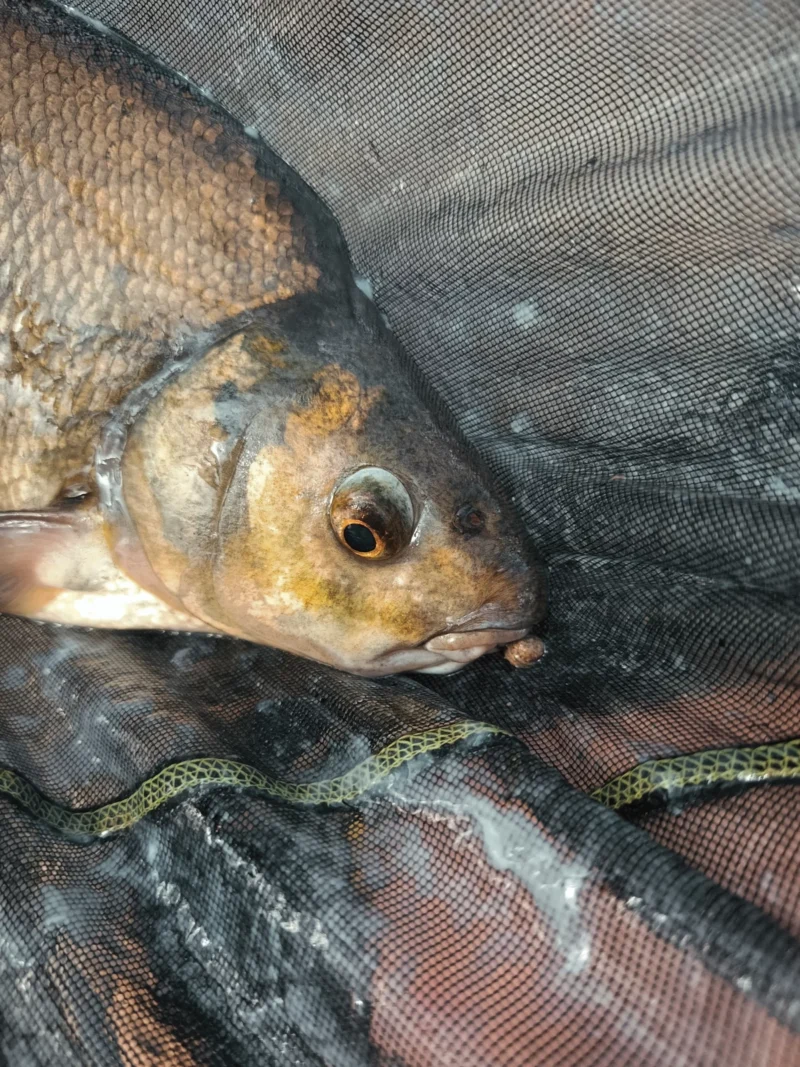 schwarze Baggerlochbrasse mit Pellet im Maul