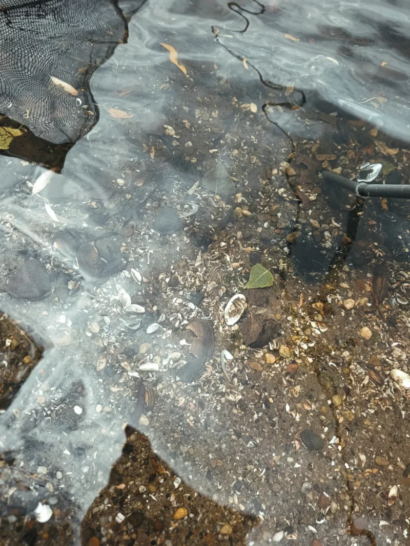 feine und grobe Muschelschalen am Ufer