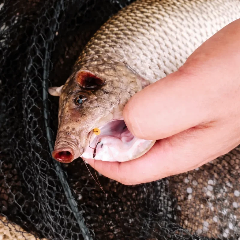 Schweinsgrabenkarpfen im Kescher