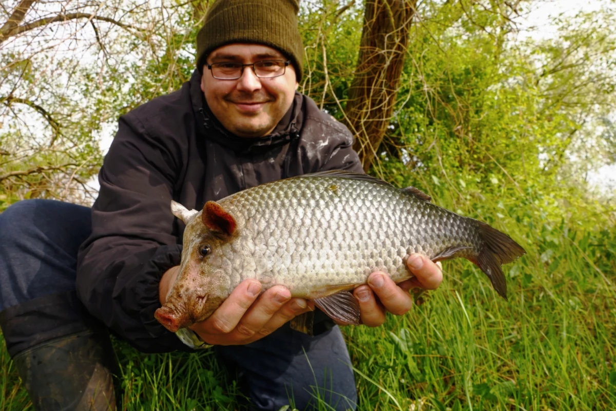Schweinsgrabenkarpfen