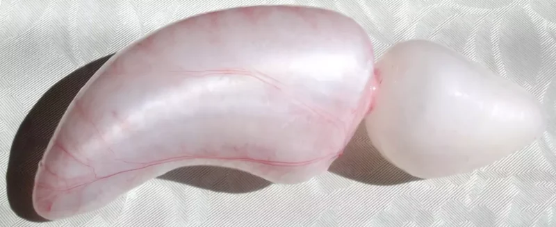 Schwimmblase eines Fisches