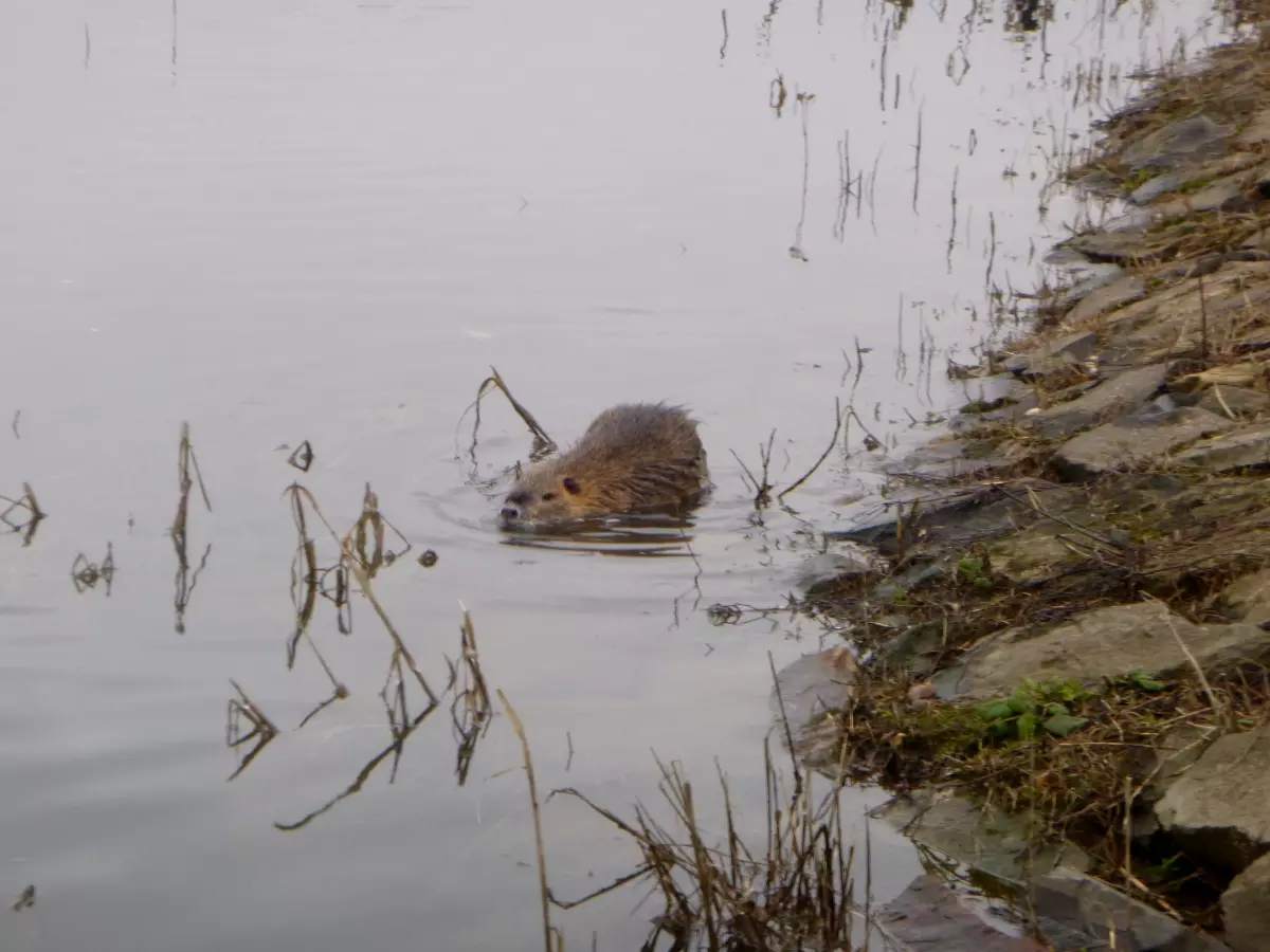 schwimmende Nutria an der Elbe
