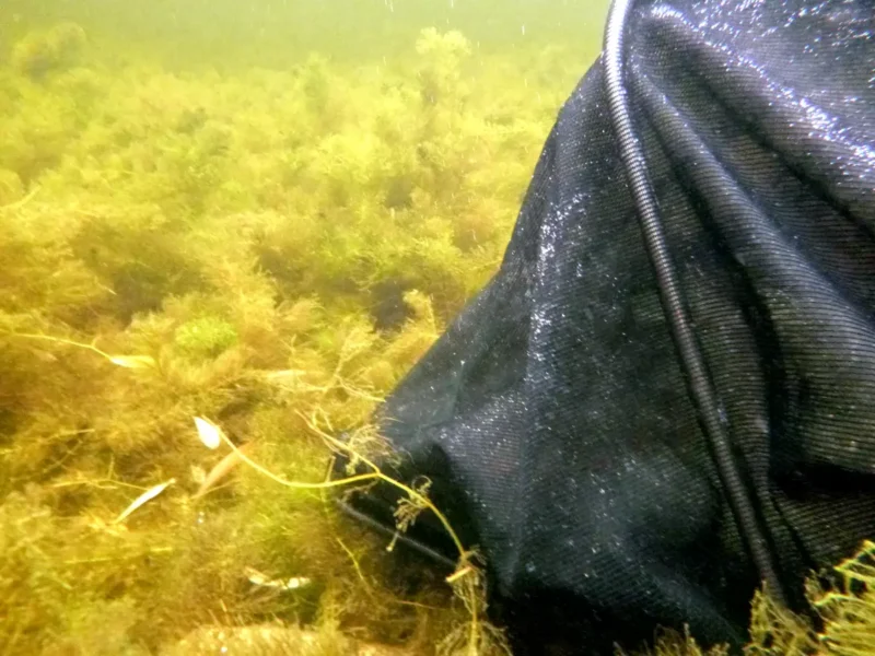 Setzkescher in einer Unterwasseraufnahme am Teich