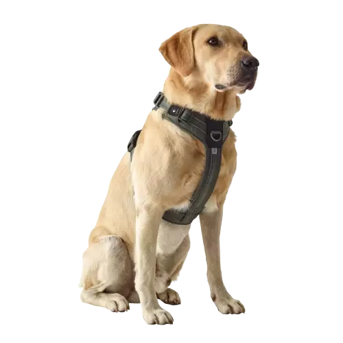 Solognac Hundegeschirr