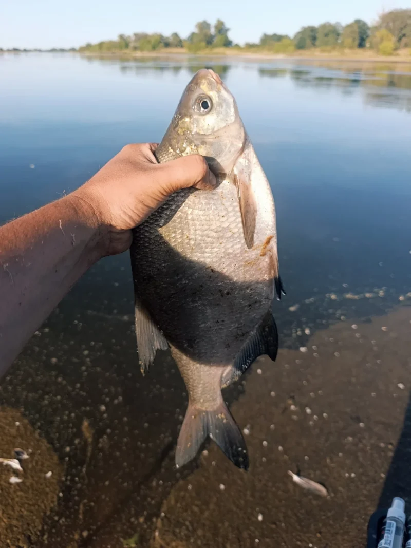 Sonubaits Bait Spray Testtag: gefangene Brasse beim Feedern