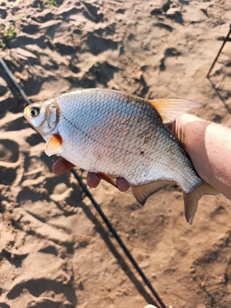 Sonubaits Bait Spray Testtag: gefangene Güster beim Method Feedern