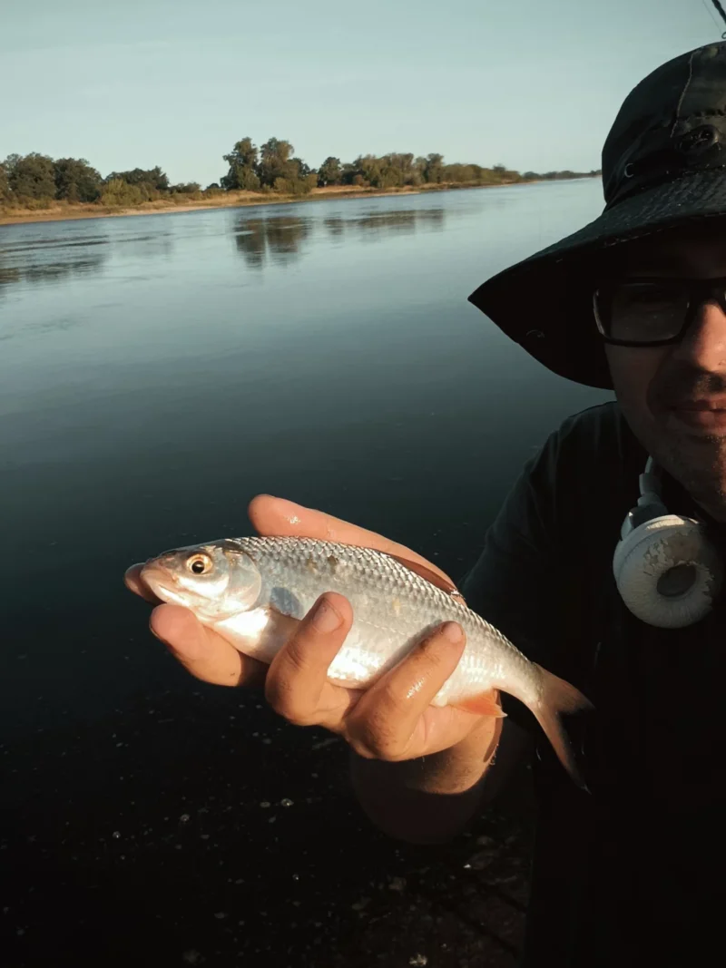 Sonubaits Bait Spray Testtag: gefangenes Rotauge beim Feedern