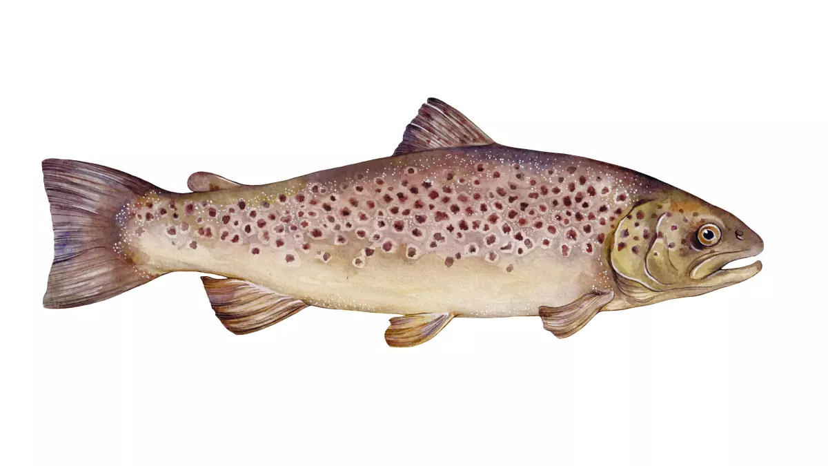 Steckbrief Bachforelle (salmo trutta fario)