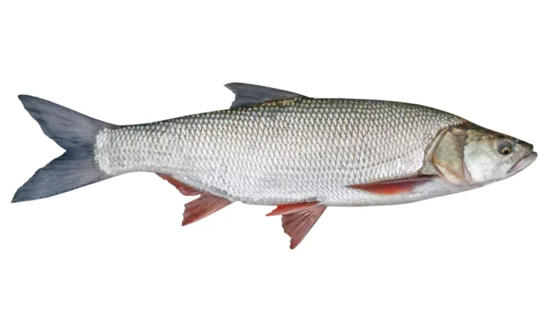 Steckbrief Rapfen (Leuciscus aspius)