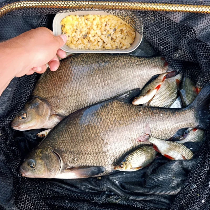 gefangene Brassen mit Sternnudeln als Köder am Teich