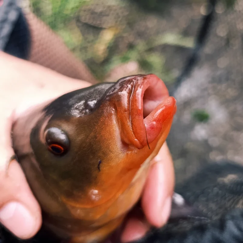 Kussmundschleie die mit Sternnudeln gefangen wurde
