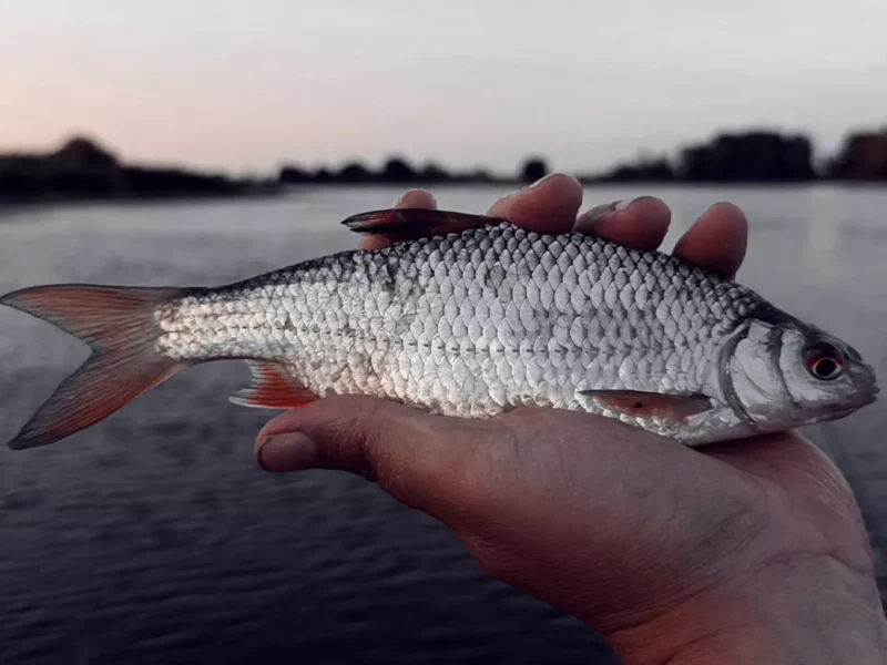 Rotauge gefangen beim Stippangeln im Buhnenfeld an der Elbe