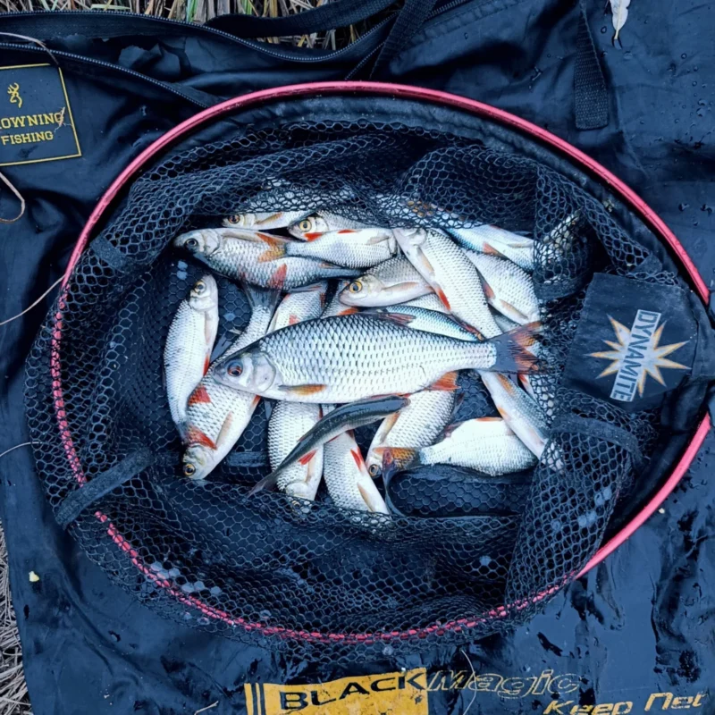 Tagesfang vom Feedern im November auf Rotaugen am Teich