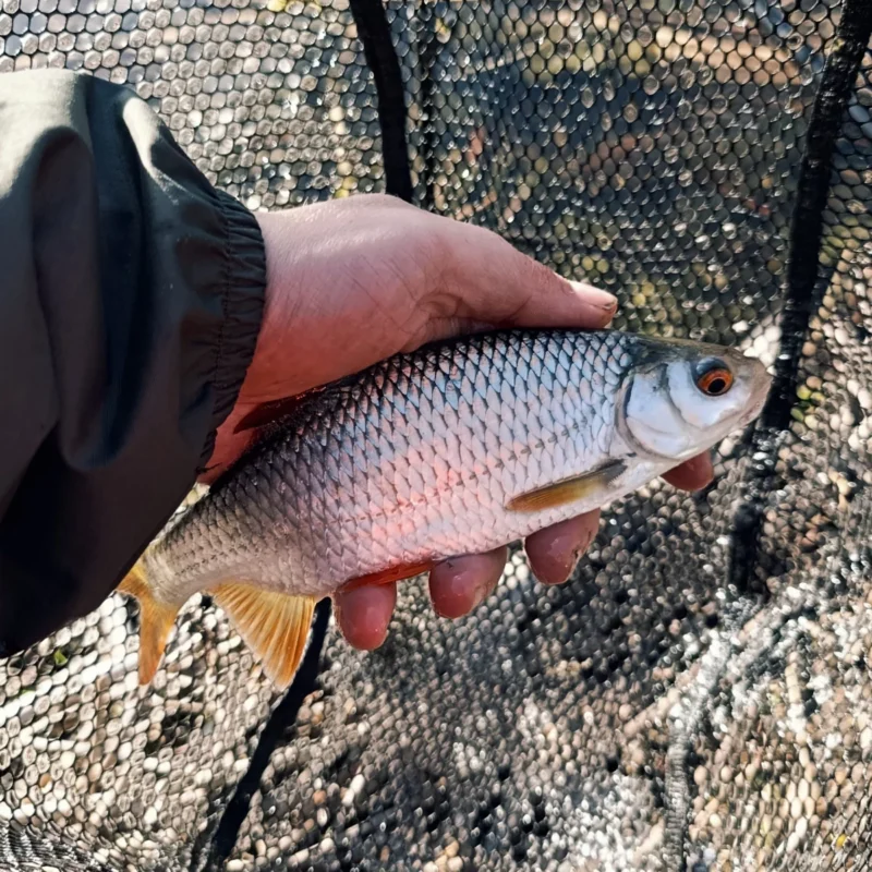 Großes Rotauge, das beim Feedern am Teich im November gefangen wurde
