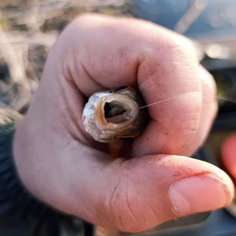 Rotfeder mit Dendrobena im Maul