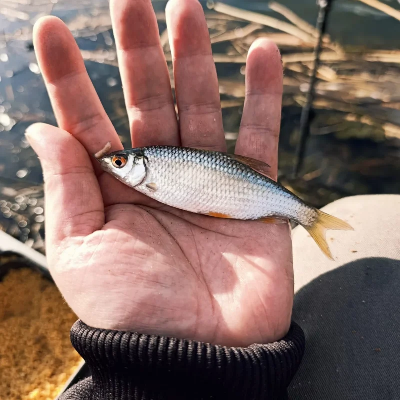 Rotauge gefangen beim Feedern am Teich im November