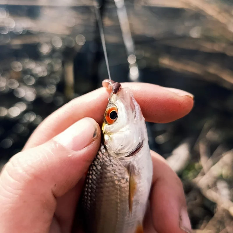 kleines Rotauge mit Wurmstück im Maul