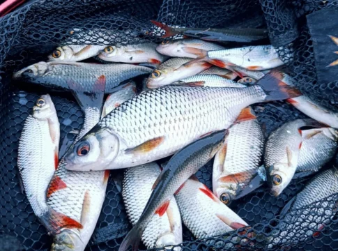 Feedern auf Rotaugen im November am Teich