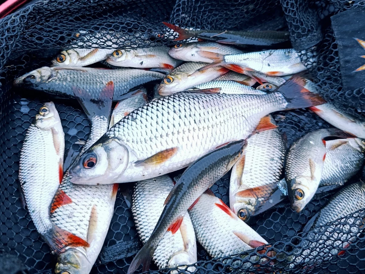 Feedern auf Rotaugen im November am Teich