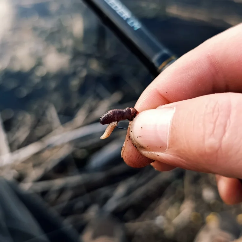Wurmkopf zum Feedern auf Rotaugen am Teich im November
