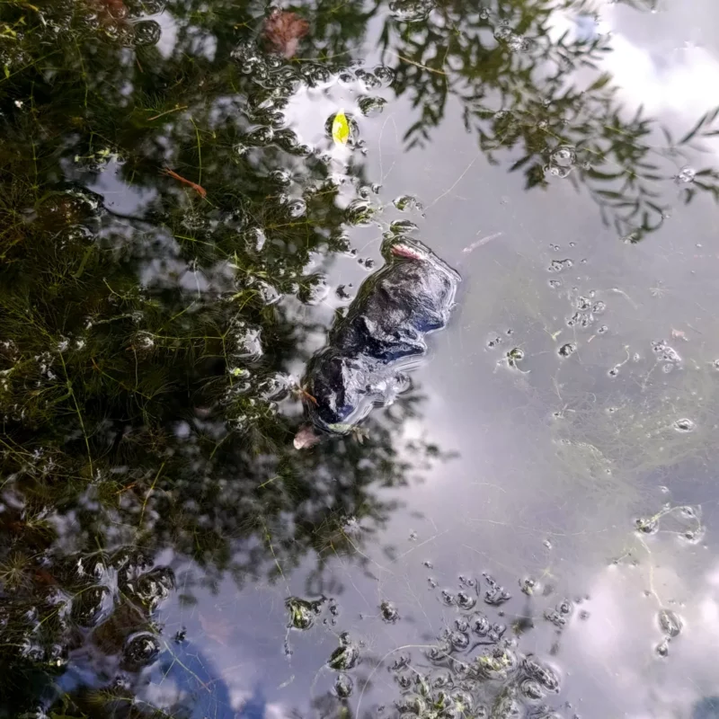 toter Maulwurf im Teich