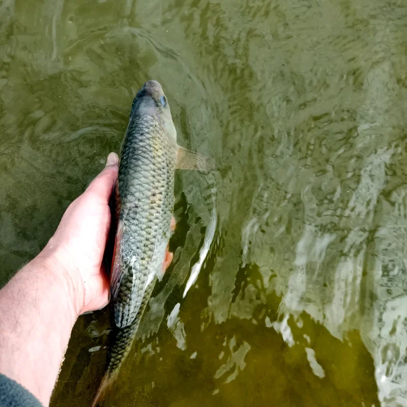 40cm Rotauge