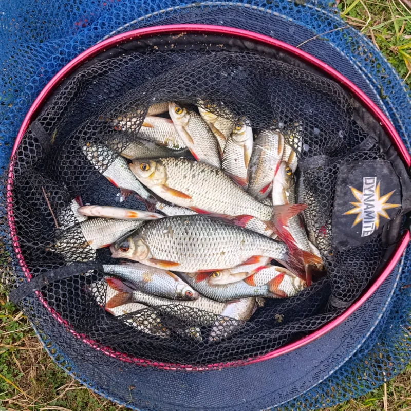 Rotaugen und Rofedern im Kescher am Teich
