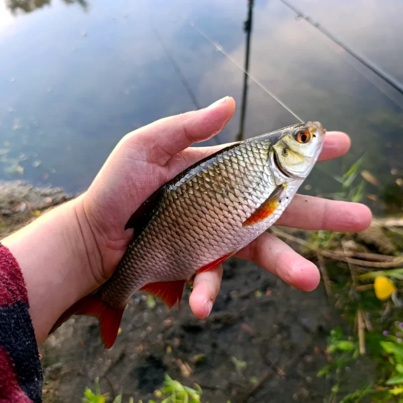 Rotfeder in durchschnittlicher Größe  vom Teich