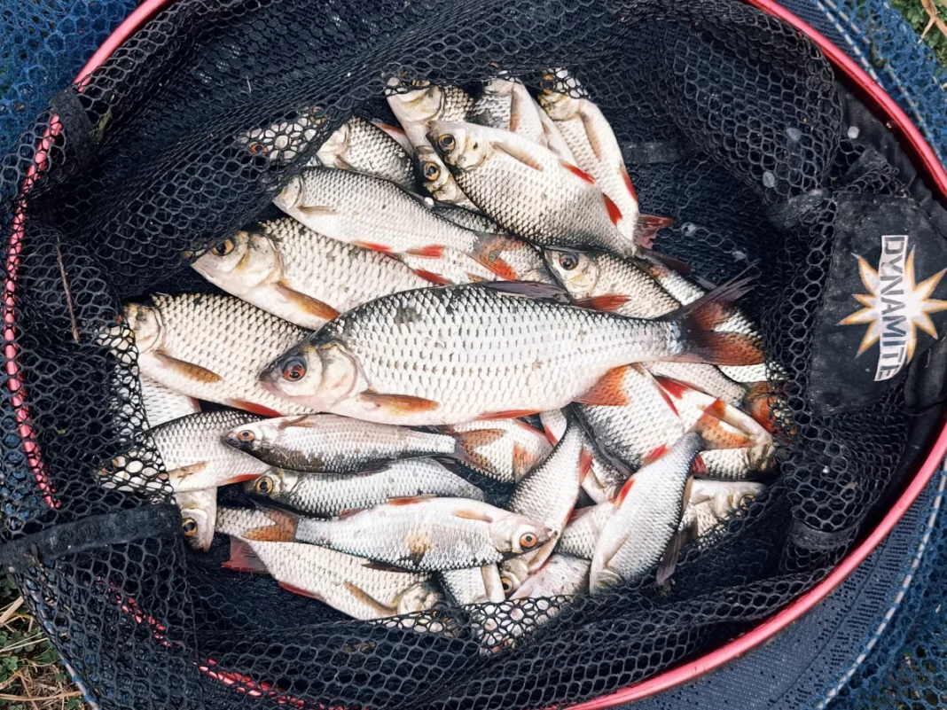 Feedern auf Rotaugen im Oktober