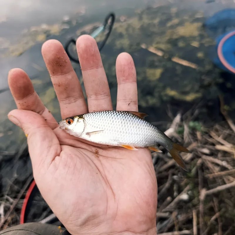 erstes gefangenes Rotauge beim Feedern im Oktober am Teich