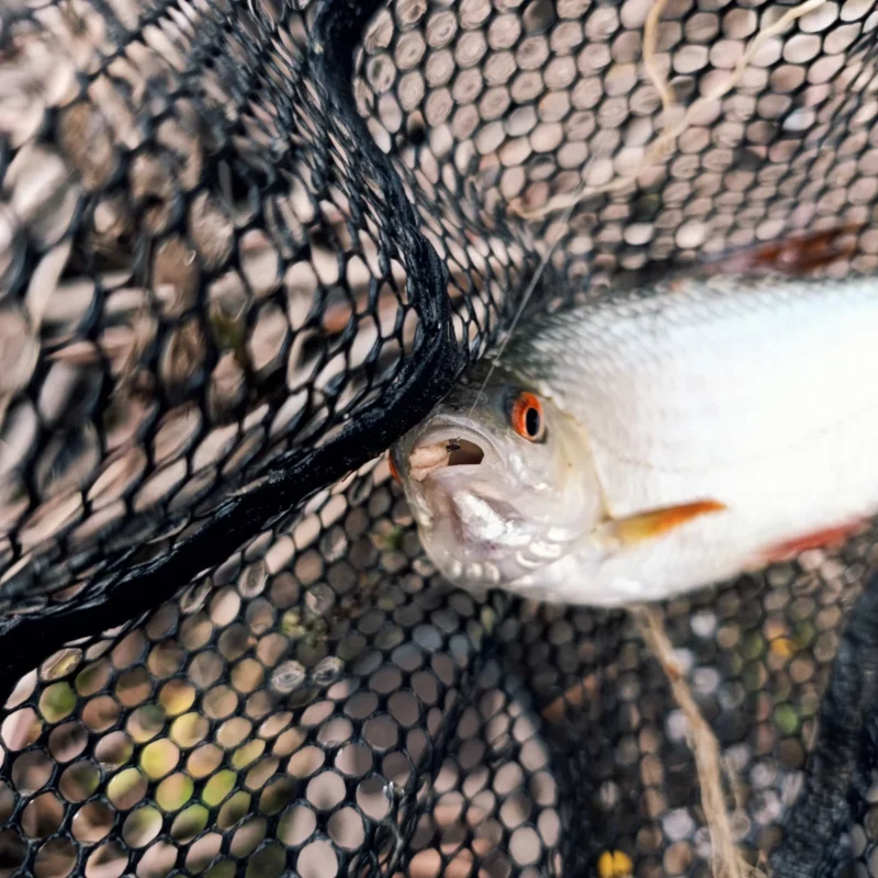 großes Rotauge gefangen mit Pinkies beim Feedern im Oktober am Teich