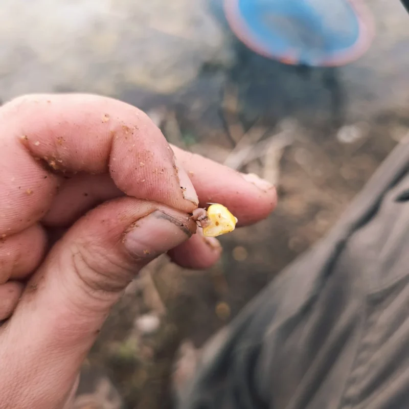 Mais mit Wurmfetzen am Feederhaken