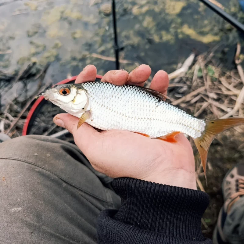 mittelgroßes Rotauge, das beim Feedern am Teich im Oktober gefangen wurde